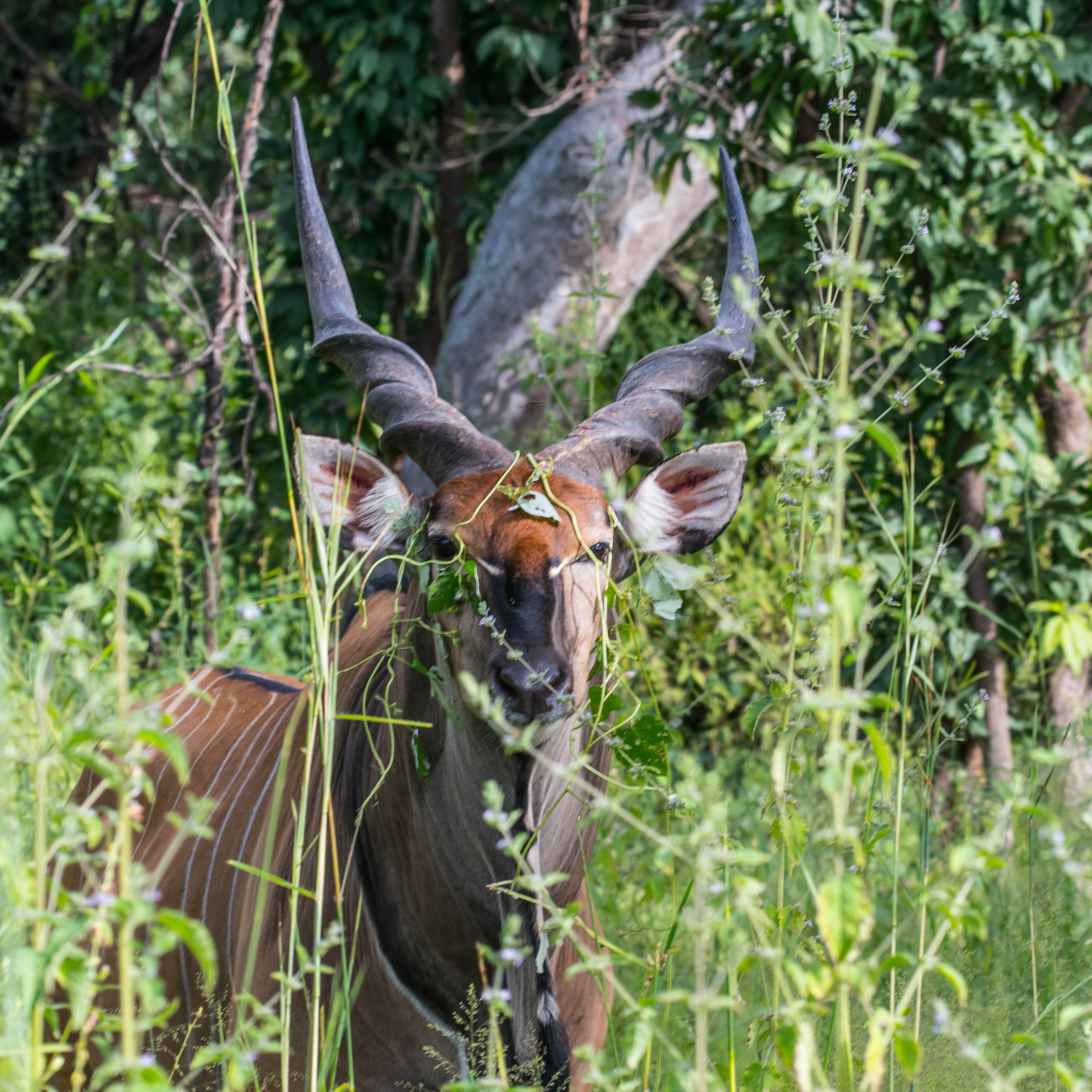 Eland de Derby (Giant Eland, Taurotragus derbianus ssp derbianus), mâle adulte nous observant derrière un écran de verdure, Réserve de Fathala, Sénégal.